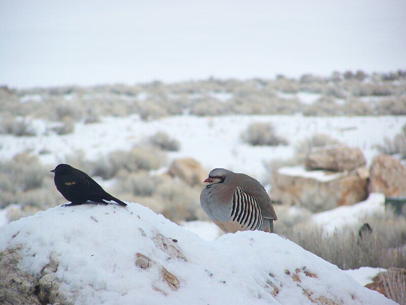 File:AntelopeIsland Chukar.JPG