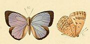 The plain tailless oakblue butterfly discovered by William Hewitson in Moulmein in 1869.