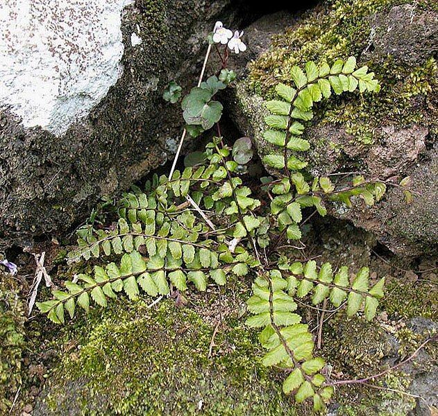 File:Asplenium-azoricum.jpg