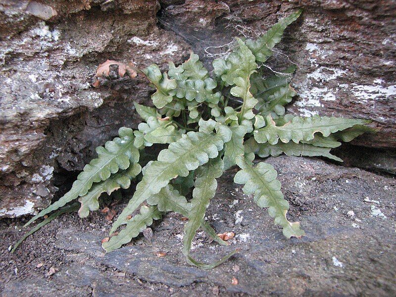 File:Asplenium pinnatifidum 1.JPG