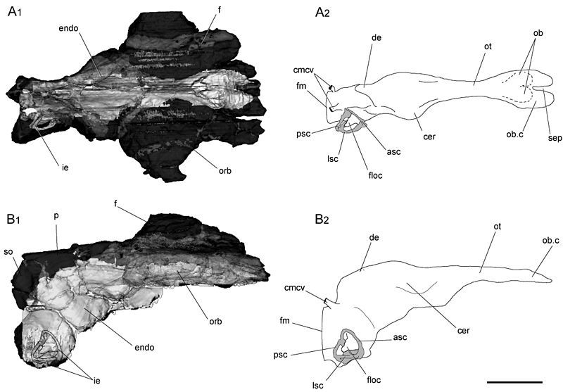 File:Aucasaurus braincase.jpg