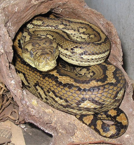 File:Australian-Carpet-Python.jpg