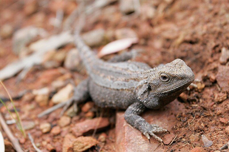 File:Bearded dragon06.jpg