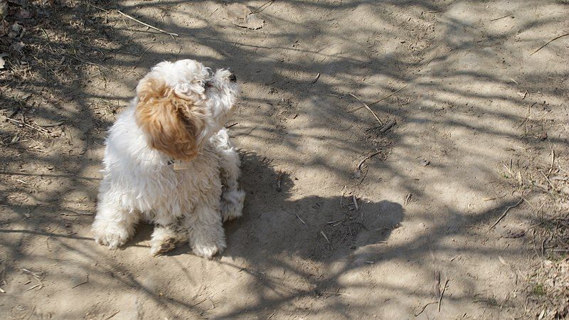 File:Bichon-Poo.jpg