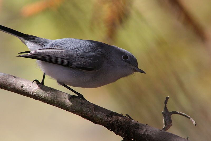 File:Blue-gray gnatcatcher.jpg