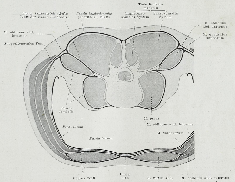 File:Braus 1921 108.png