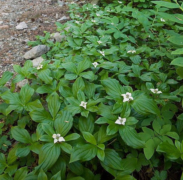 File:CanadianDogwoodGrowingTrailSide cropped.jpg