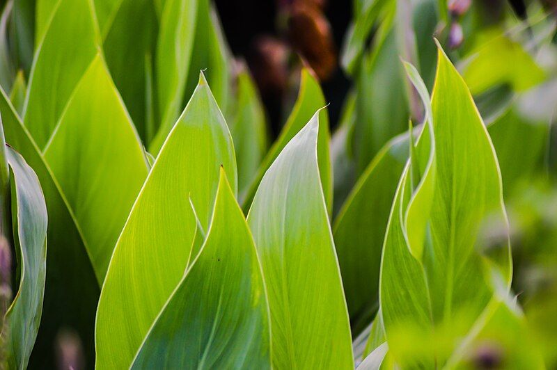 File:Canna Indica Leafs.jpg