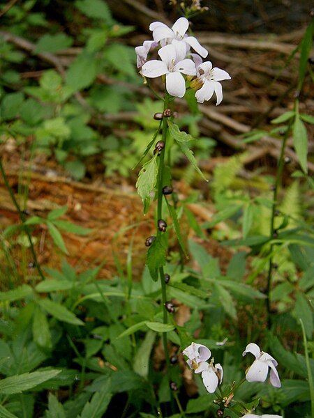 File:Cardamine bulbifera 002.jpg