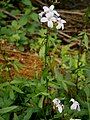 Cardamine bulbifera