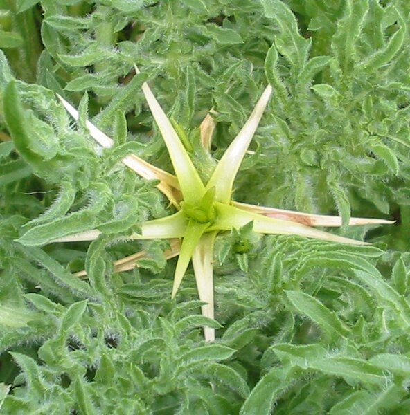 File:Centaurea calcitrapa bgiu.jpg