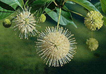 Cephalanthus occidentalis, by The Cosmonaut