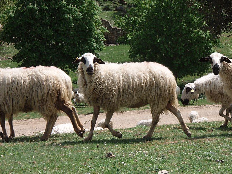 File:Churra sheep.jpg