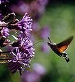 Hummingbird Hawk-moth feeds on an Alpine Blue-sow-thistle