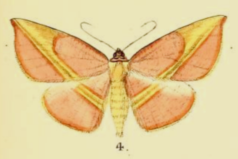 File:Cimicodes sanguiflua.png