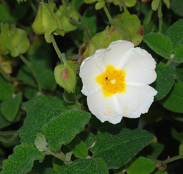 File:Cistus April 2008-1.jpg