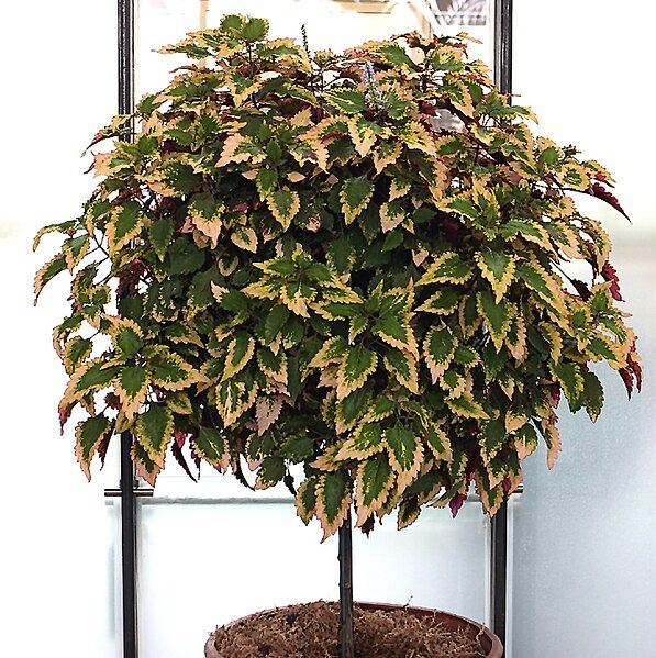 File:Coleus tree.jpg