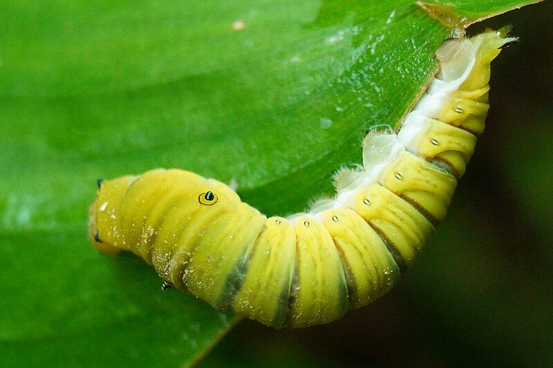 File:Common jay caterpillar.jpg