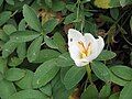 Crocus pulchellus 'Zephyr'