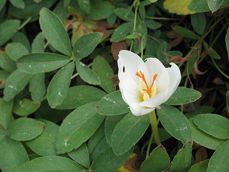 File:Crocus pulchellus zephyr2.jpg