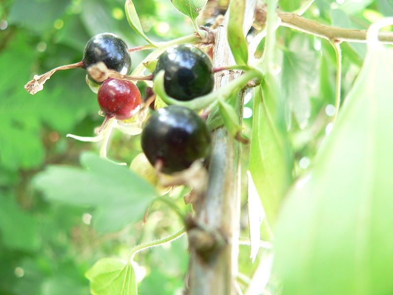 File:Currant1.jpg