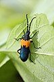 Live specimen of elderberry borer