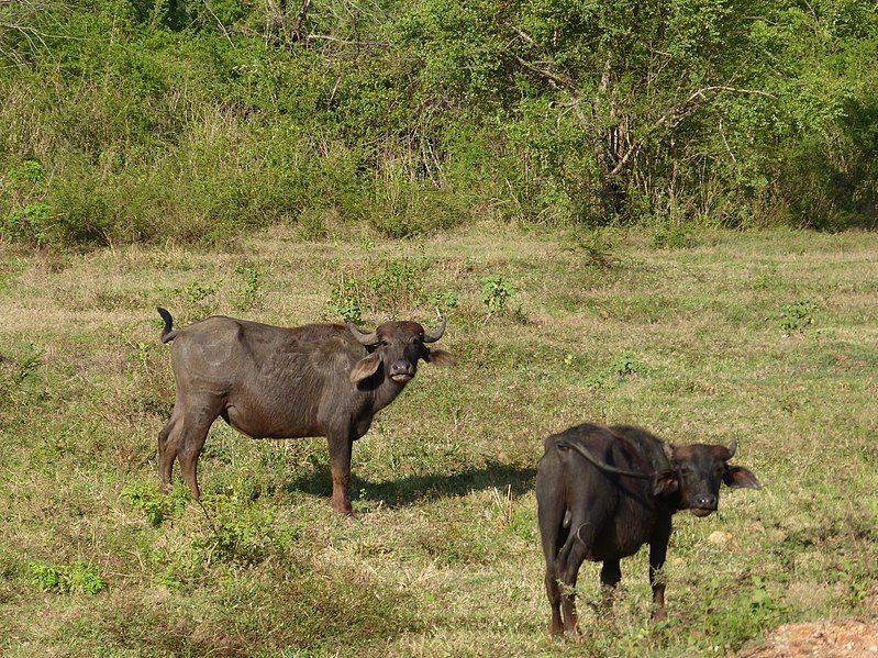 File:Domestic buffalo Lunugamvehera.JPG