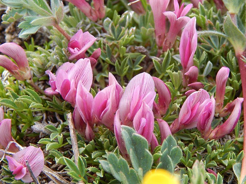 File:Dwarf Clover.JPG