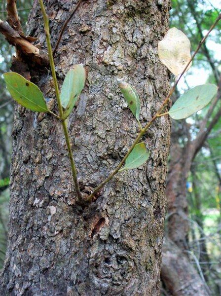 File:Eucalyptus squamosa Glenhaven.jpg