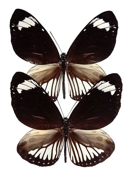 File:Euploea tobleri NMNS.jpg