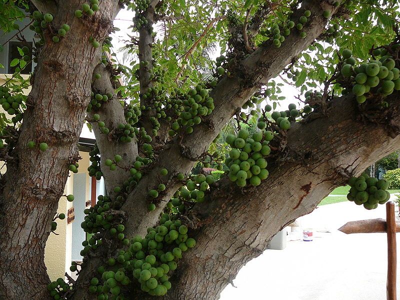 File:Ficus lutea 0005.jpg