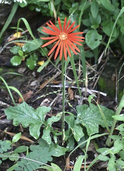 File:Gerbera jamesonii (Asteraceae).jpg