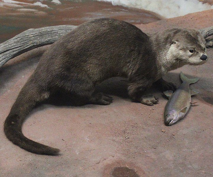 File:Gfp-otter-and-trout.jpg