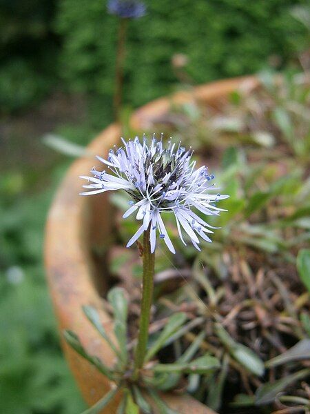 File:Globularia nana 02.jpg