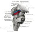 Hind- and mid-brains; postero-lateral view.(