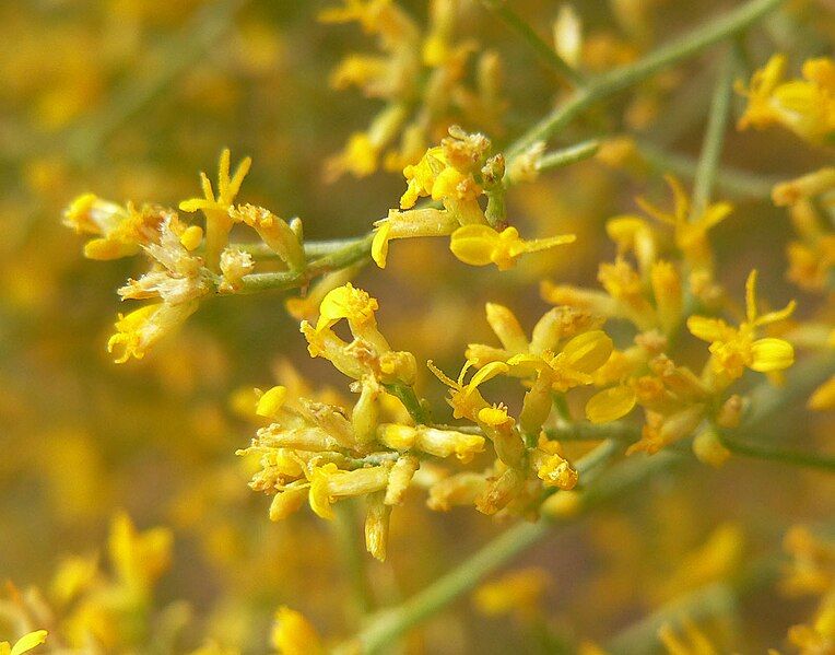 File:Gutierrezia microcephala 2.jpg