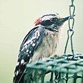 Hairy Woodpecker on feeder in the rain. Bad hair day!