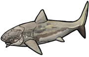 Heintzichthys gouldii