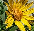 Helianthella castanea