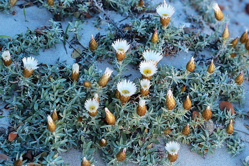 File:Helichrysum retortum02.jpg