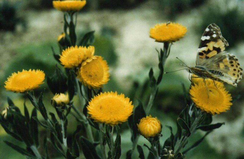 File:Helichrysum setosum.jpg