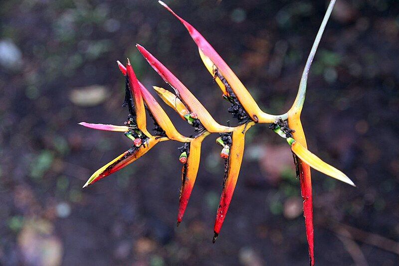 File:Heliconia hirsuta 1zz.jpg