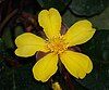 Hibbertia dentata