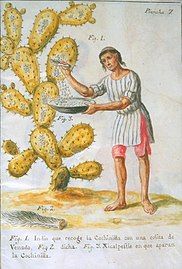 A native of Central America collecting cochineal insects from a cactus to make red dye (1777). From the 16th until the 19th century, it was a highly profitable export from Spanish Mexico to Europe.