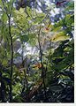 Jaltomata procumbens growing as an epiphyte at Monteverde, Costa Rica.