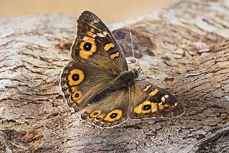 Meadow argus, by JJ Harrison