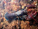 A bluish lobster walks over the sea-floor. It uses four pairs of thin legs to walk, holding its large claws in front of it. Its tail extends straight behind it, while the long, red antennae jut forwards from its head.