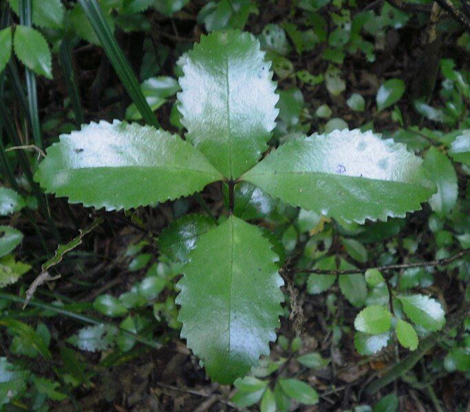 File:Laurelia novae-zelandiae 11.JPG