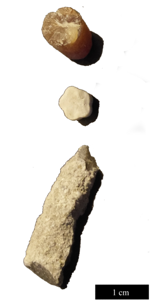 File:Lernacken fossilier.tif