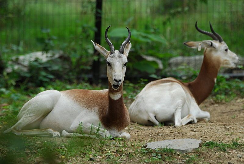 File:Lying down gazelles.jpg